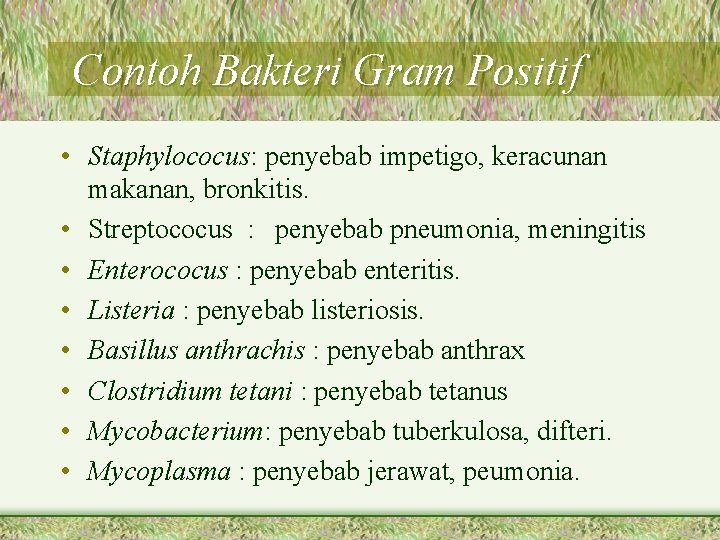 Contoh Bakteri Gram Positif • Staphylococus: penyebab impetigo, keracunan makanan, bronkitis. • Streptococus :