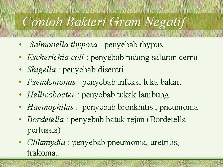 Contoh Bakteri Gram Negatif • • Salmonella thyposa : penyebab thypus Escherichia coli :