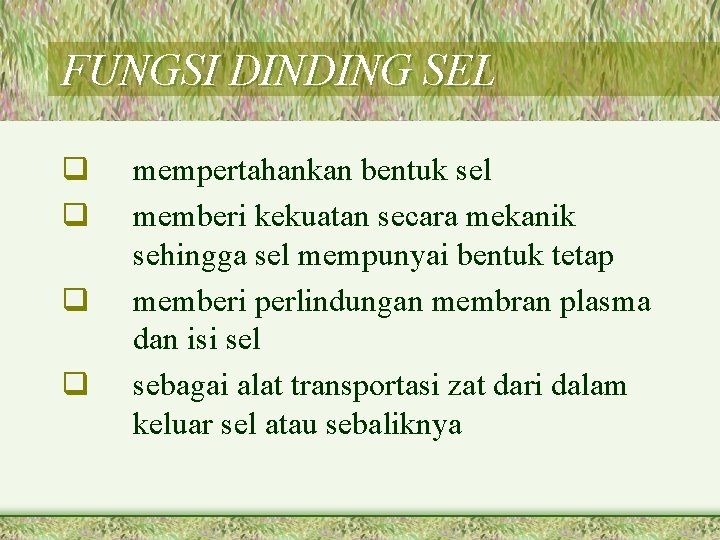 FUNGSI DINDING SEL q q mempertahankan bentuk sel memberi kekuatan secara mekanik sehingga sel