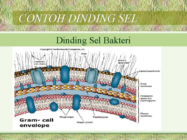 CONTOH DINDING SEL Dinding Sel Bakteri 