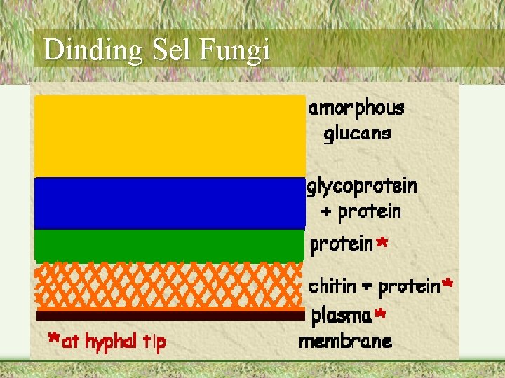 Dinding Sel Fungi 