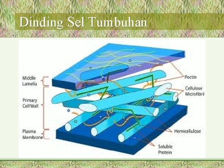 Dinding Sel Tumbuhan 
