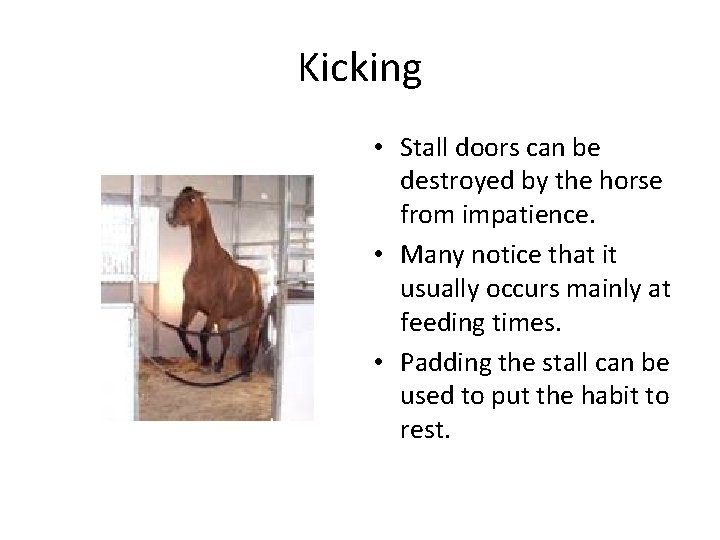 Kicking • Stall doors can be destroyed by the horse from impatience. • Many Kicking • Stall doors can be destroyed by the horse from impatience. • Many