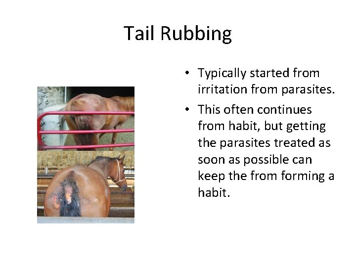 Tail Rubbing • Typically started from irritation from parasites. • This often continues from Tail Rubbing • Typically started from irritation from parasites. • This often continues from
