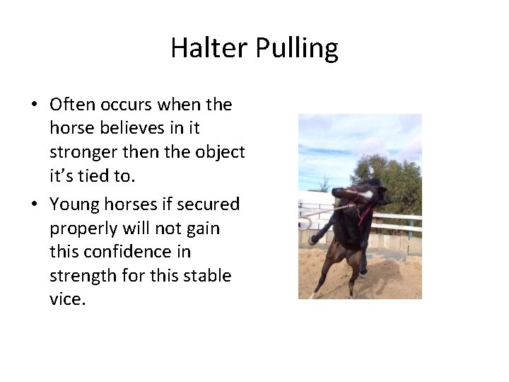 Halter Pulling • Often occurs when the horse believes in it stronger then the Halter Pulling • Often occurs when the horse believes in it stronger then the