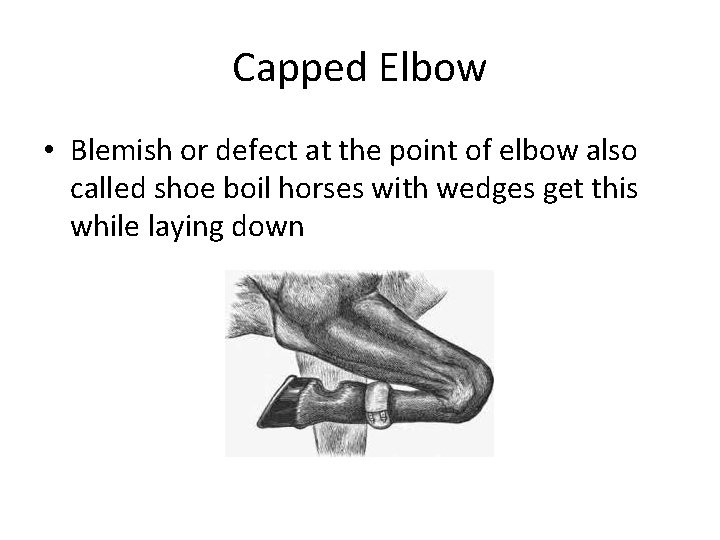 Capped Elbow • Blemish or defect at the point of elbow also called shoe Capped Elbow • Blemish or defect at the point of elbow also called shoe