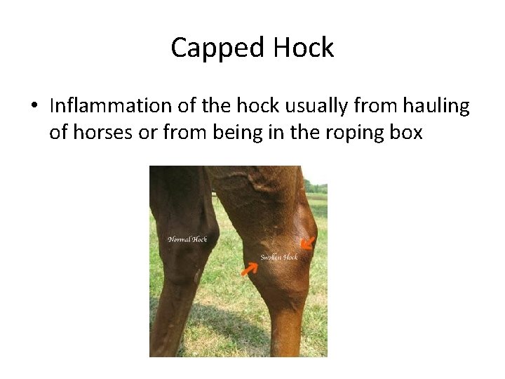 Capped Hock • Inflammation of the hock usually from hauling of horses or from Capped Hock • Inflammation of the hock usually from hauling of horses or from