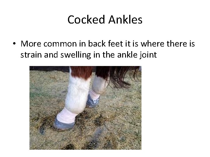 Cocked Ankles • More common in back feet it is where there is strain Cocked Ankles • More common in back feet it is where there is strain