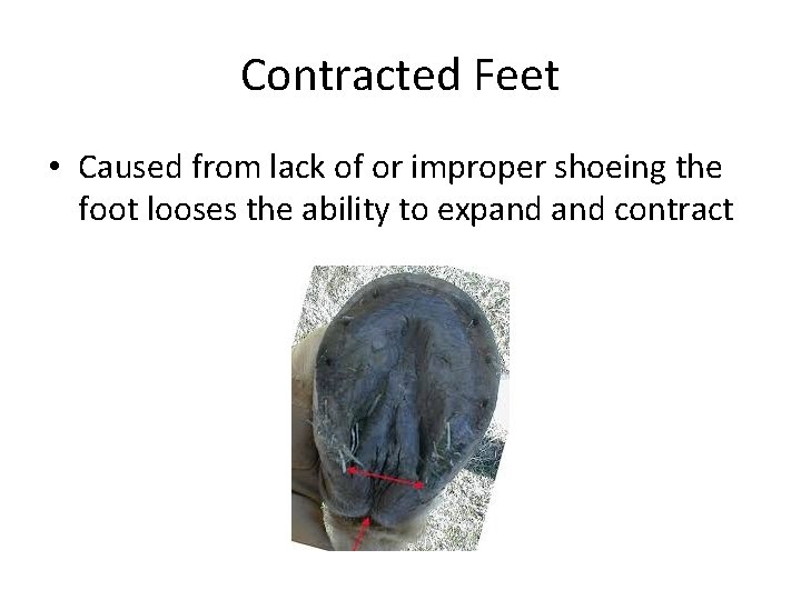 Contracted Feet • Caused from lack of or improper shoeing the foot looses the Contracted Feet • Caused from lack of or improper shoeing the foot looses the