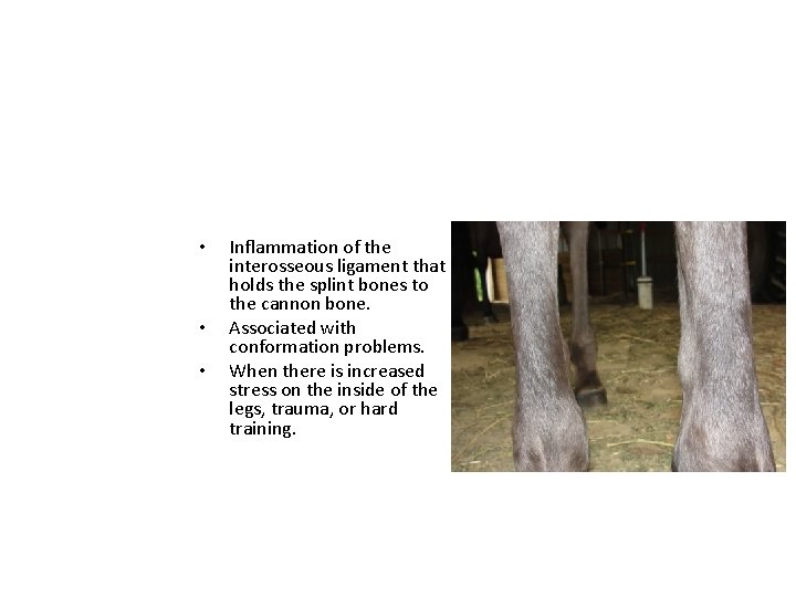 • • • Inflammation of the interosseous ligament that holds the splint bones • • • Inflammation of the interosseous ligament that holds the splint bones