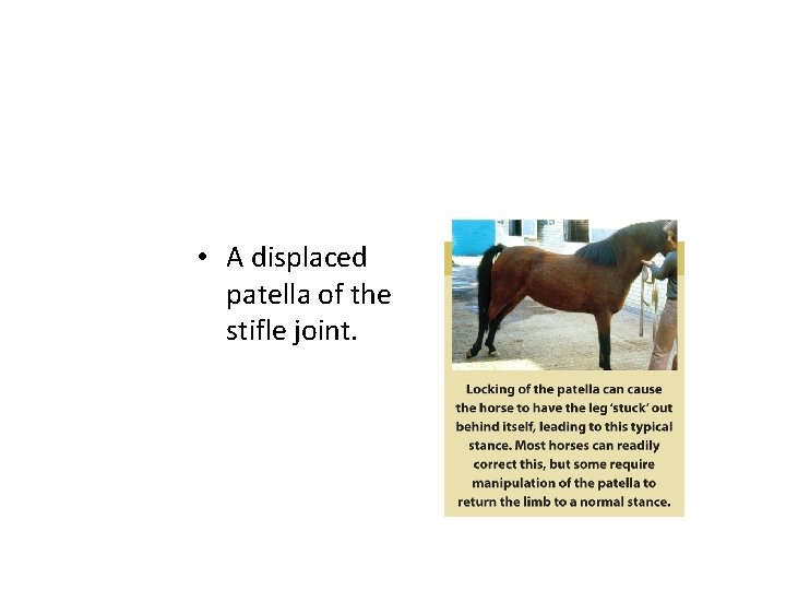 • A displaced patella of the stifle joint. • A displaced patella of the stifle joint.