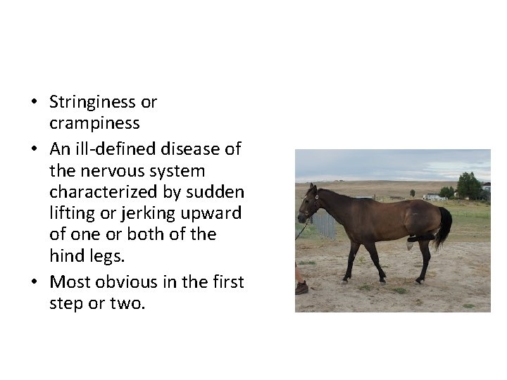 • Stringiness or crampiness • An ill-defined disease of the nervous system characterized • Stringiness or crampiness • An ill-defined disease of the nervous system characterized