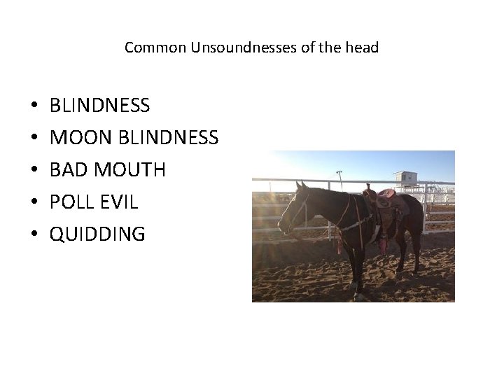 Common Unsoundnesses of the head • • • BLINDNESS MOON BLINDNESS BAD MOUTH POLL Common Unsoundnesses of the head • • • BLINDNESS MOON BLINDNESS BAD MOUTH POLL