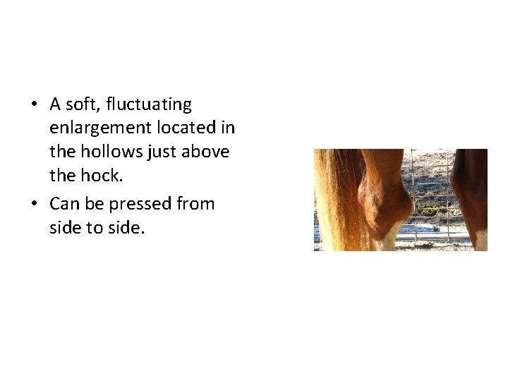 • A soft, fluctuating enlargement located in the hollows just above the hock. • A soft, fluctuating enlargement located in the hollows just above the hock.