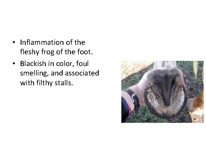 • Inflammation of the fleshy frog of the foot. • Blackish in color, • Inflammation of the fleshy frog of the foot. • Blackish in color,