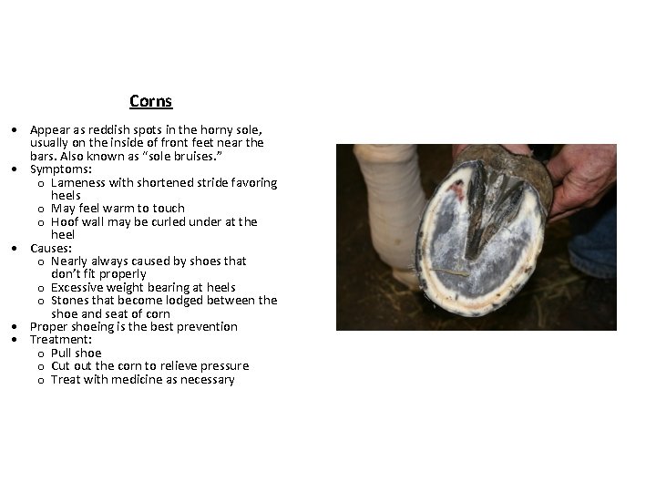 Corns Appear as reddish spots in the horny sole, usually on the inside of Corns Appear as reddish spots in the horny sole, usually on the inside of