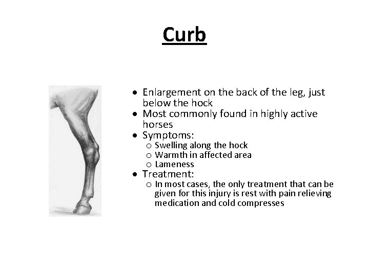 Curb Enlargement on the back of the leg, just below the hock Most commonly Curb Enlargement on the back of the leg, just below the hock Most commonly