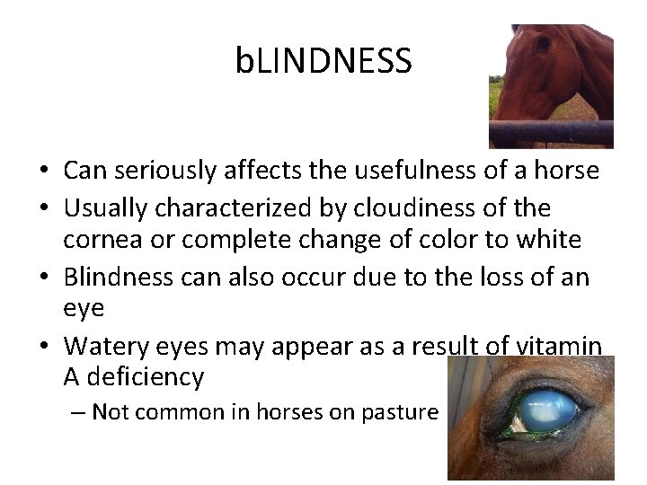 b. LINDNESS • Can seriously affects the usefulness of a horse • Usually characterized b. LINDNESS • Can seriously affects the usefulness of a horse • Usually characterized