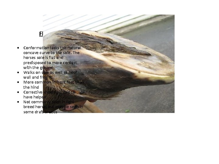 Flat Foot Conformation lacks the natural concave curve to the sole. The horses sole Flat Foot Conformation lacks the natural concave curve to the sole. The horses sole