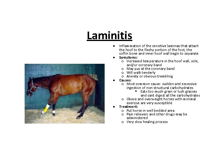 Laminitis Inflammation of the sensitive laminae that attach the hoof to the fleshy portion Laminitis Inflammation of the sensitive laminae that attach the hoof to the fleshy portion