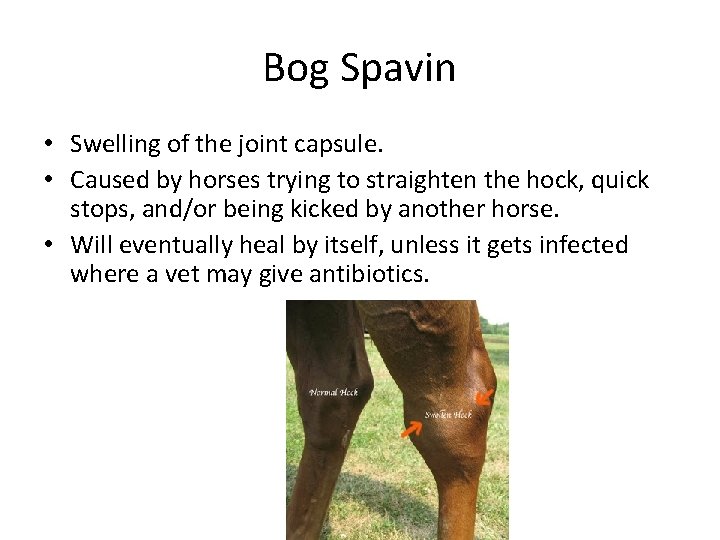Bog Spavin • Swelling of the joint capsule. • Caused by horses trying to Bog Spavin • Swelling of the joint capsule. • Caused by horses trying to