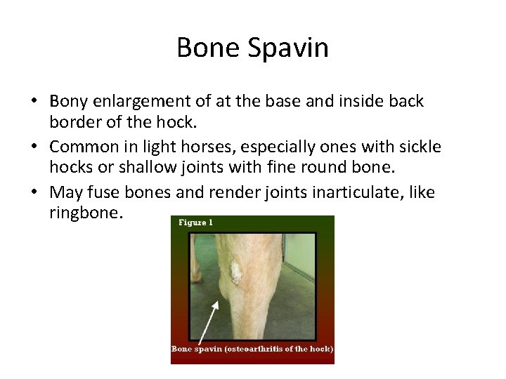 Bone Spavin • Bony enlargement of at the base and inside back border of Bone Spavin • Bony enlargement of at the base and inside back border of