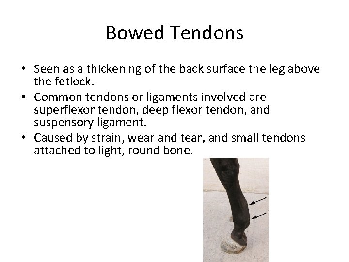 Bowed Tendons • Seen as a thickening of the back surface the leg above Bowed Tendons • Seen as a thickening of the back surface the leg above