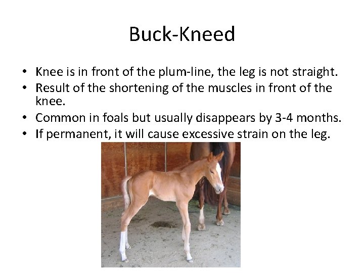 Buck-Kneed • Knee is in front of the plum-line, the leg is not straight. Buck-Kneed • Knee is in front of the plum-line, the leg is not straight.