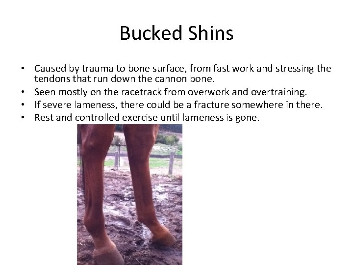 Bucked Shins • Caused by trauma to bone surface, from fast work and stressing Bucked Shins • Caused by trauma to bone surface, from fast work and stressing