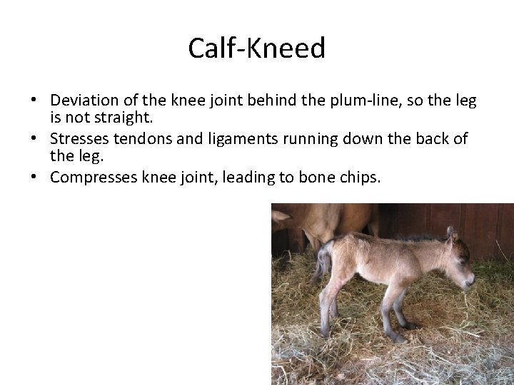Calf-Kneed • Deviation of the knee joint behind the plum-line, so the leg is Calf-Kneed • Deviation of the knee joint behind the plum-line, so the leg is