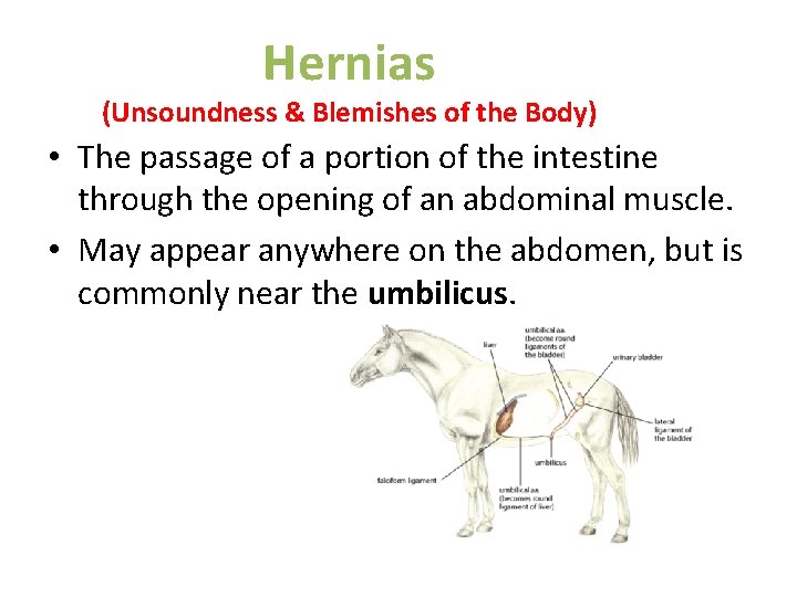 Hernias (Unsoundness & Blemishes of the Body) • The passage of a portion of Hernias (Unsoundness & Blemishes of the Body) • The passage of a portion of
