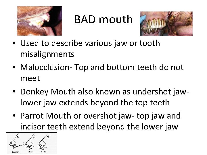 BAD mouth • Used to describe various jaw or tooth misalignments • Malocclusion- Top BAD mouth • Used to describe various jaw or tooth misalignments • Malocclusion- Top