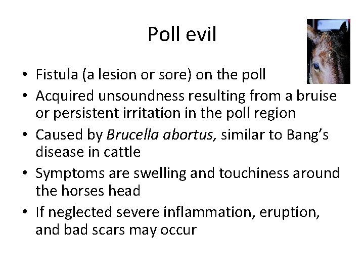 Poll evil • Fistula (a lesion or sore) on the poll • Acquired unsoundness Poll evil • Fistula (a lesion or sore) on the poll • Acquired unsoundness