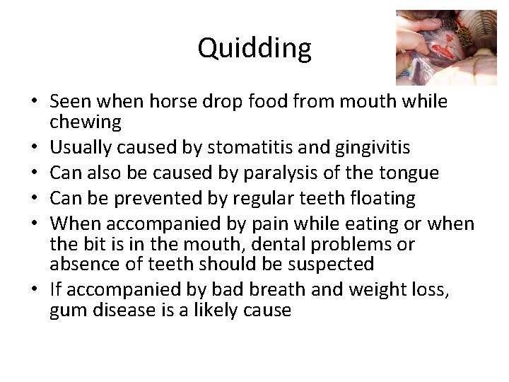 Quidding • Seen when horse drop food from mouth while chewing • Usually caused Quidding • Seen when horse drop food from mouth while chewing • Usually caused