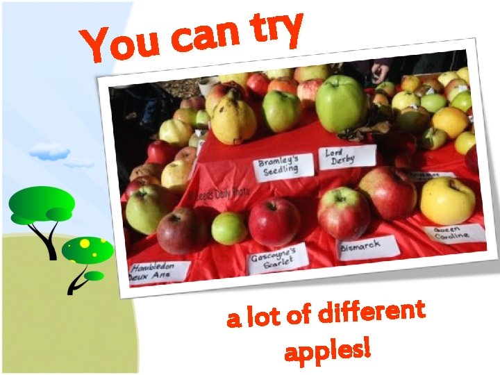 y r t n a c u Yo a lot of different apples! 