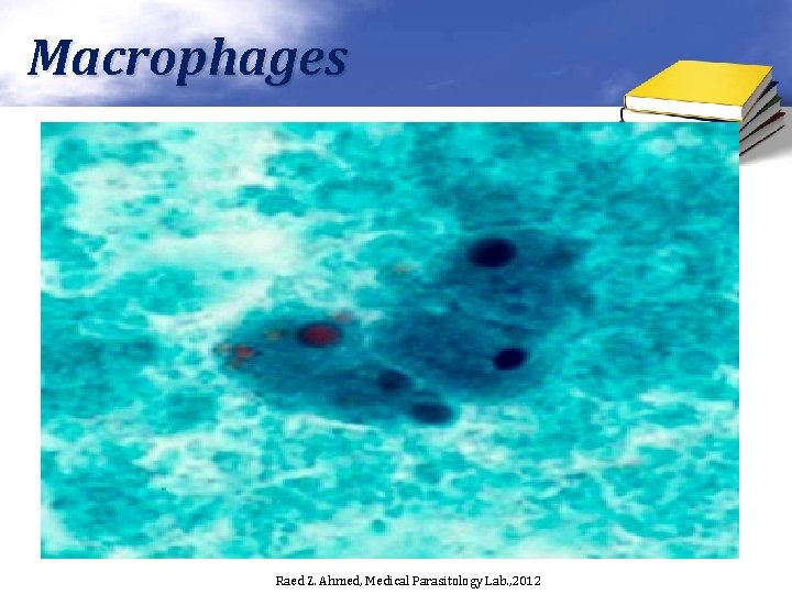 Macrophages Raed Z. Ahmed, Medical Parasitology Lab. , 2012 