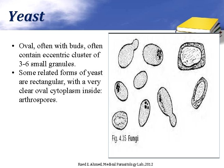 Yeast • Oval, often with buds, often contain eccentric cluster of 3 -6 small