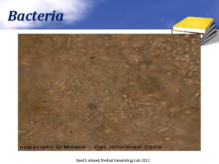 Bacteria Raed Z. Ahmed, Medical Parasitology Lab. , 2012 
