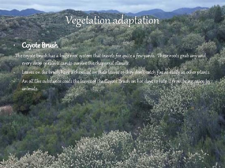 Vegetation adaptation • Coyote Brush -The coyote brush has a huge root system that