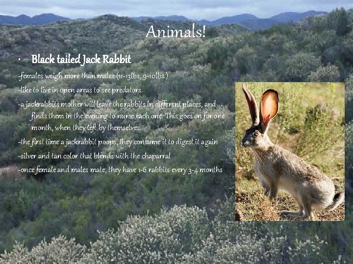 Animals! • Black tailed Jack Rabbit -females weigh more than males (11 -13 lbs,