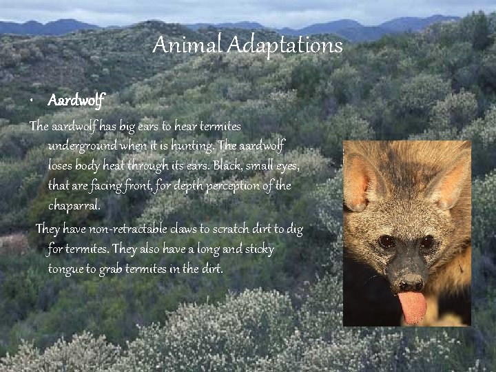 Animal Adaptations • Aardwolf The aardwolf has big ears to hear termites underground when