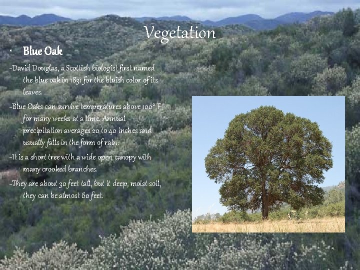  • Blue Oak Vegetation -David Douglas, a Scottish biologist first named the blue