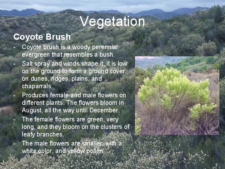 Vegetation Coyote Brush - Coyote brush is a woody perennial evergreen that resembles a