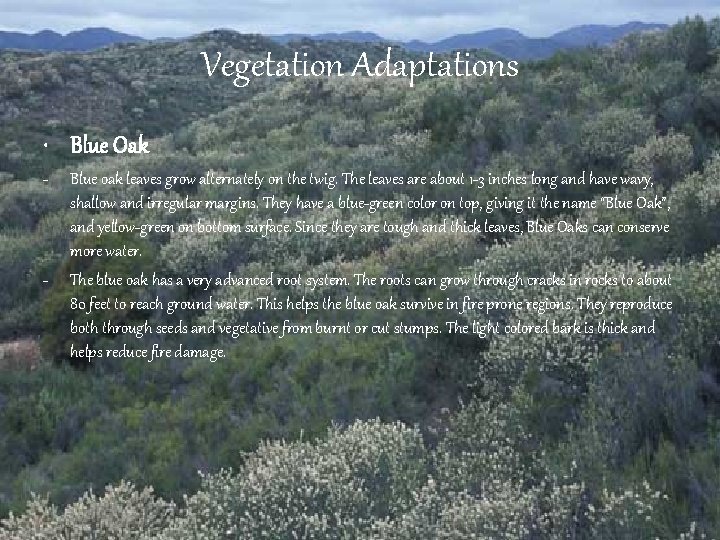 Vegetation Adaptations • Blue Oak - - Blue oak leaves grow alternately on the