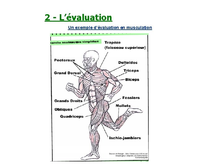 2 - L’évaluation Un exemple d’évaluation en musculation 