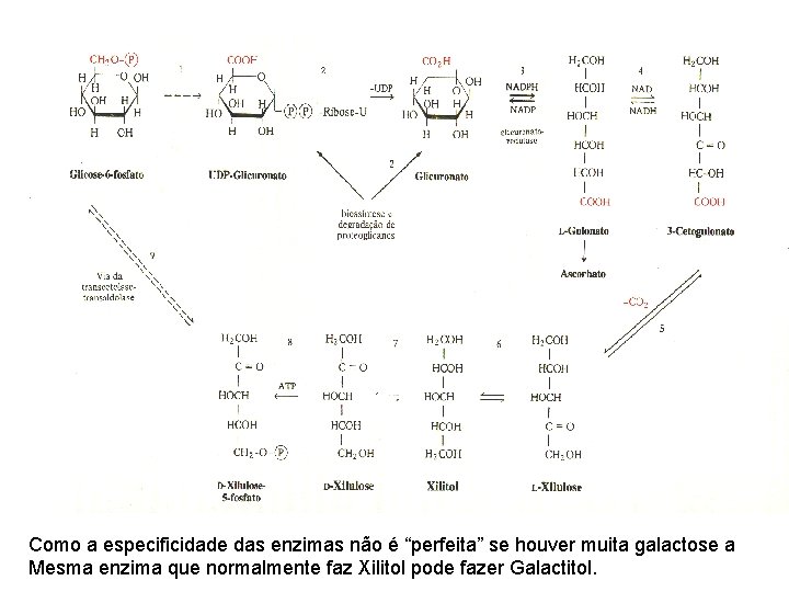 Como a especificidade das enzimas não é “perfeita” se houver muita galactose a Mesma