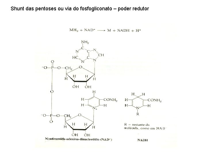 Shunt das pentoses ou via do fosfogliconato – poder redutor 