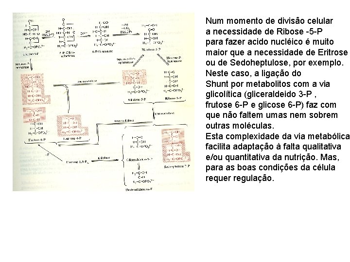 Num momento de divisão celular a necessidade de Ribose -5 -P para fazer acido