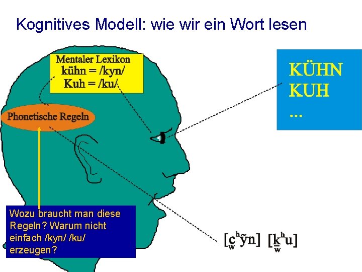 Kognitives Modell: wie wir ein Wort lesen Wozu braucht man diese Regeln? Warum nicht