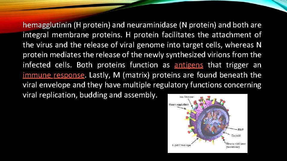 hemagglutinin (H protein) and neuraminidase (N protein) and both are integral membrane proteins. H